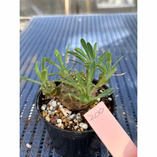 ユーフォルビア　峨眉山　ガビザン　怪魔玉　多肉植物　200(その他)