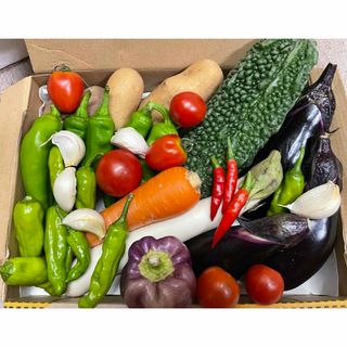 野菜セット　11-③ 農薬不使用　配送先地域限定(野菜)