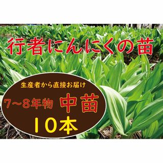 行者ニンニク 7～8年物 中球根苗 10株(球根)(野菜)