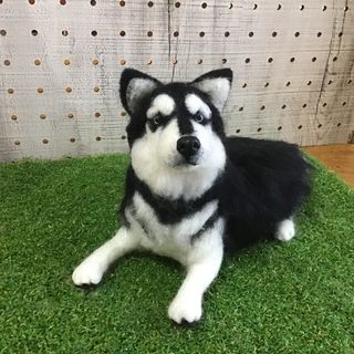 シベリアンハスキー（ブルーアイ）(その他)