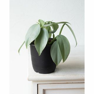 【シルバーメタル】 フィロデンドロン 苗　★観葉植物 sil35(その他)