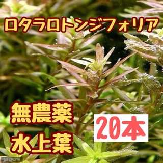② 水草　ロタラロトンジフォリア　水上葉20本　おすすめ赤系水草　ラクマパック(アクアリウム)