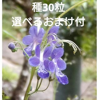 カリガネソウ　種30粒　選べるおまけ付(その他)