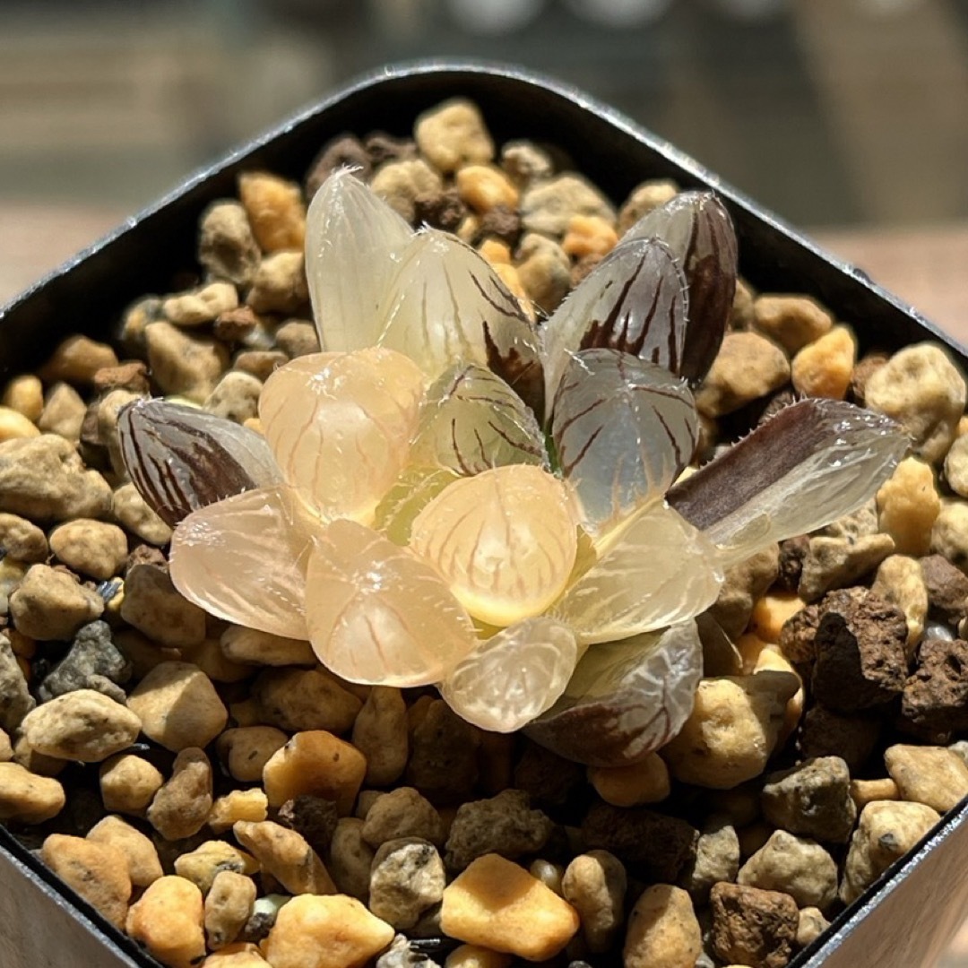 ハオルチア オブツーサ錦 (多肉植物 ハオルチア オブツーサ錦 ハオルチア オブツーサ錦 (多肉植物 ハオルチア オブツーサ錦