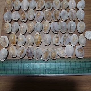タカラ貝５０個ビーチコーミング(その他)