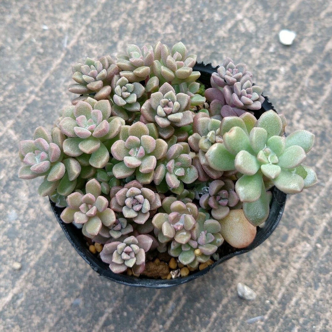 多肉植物】小梅 抜き苗の通販 by もちこ's shop|ラクマ 多肉植物】小梅 抜き苗の通販 by もちこ's shop|ラクマ