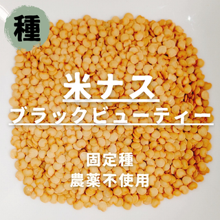 【種】米ナス　ブラックビューティー　無農薬　30粒(野菜)