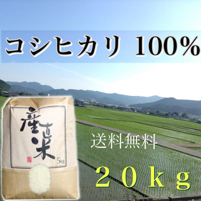 【misalala様専用】愛媛県産こしひかり100％   ２０ｋｇ  農家直送 食品/飲料/酒の食品(米/穀物)の商品写真