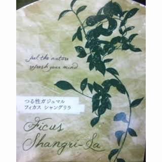 つる性　ガジュマル　苗　フィカス　シャングリラ　植物(その他)