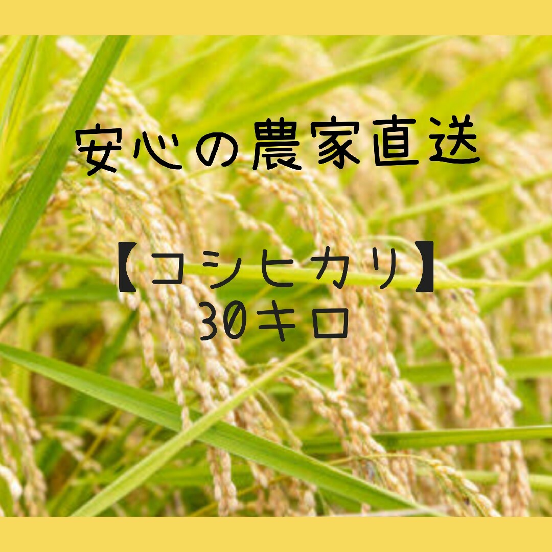 安心の農家のお米【コシヒカリ】30キロ 精米済み、送料込み 減 安心の農家のお米【コシヒカリ】30キロ 精米済み、送料込み 減