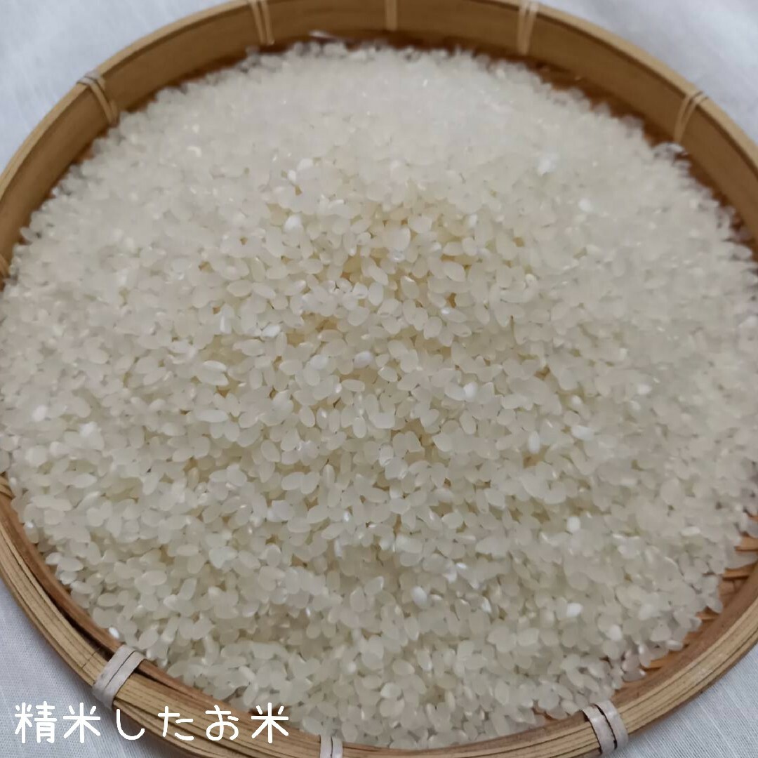 安心の農家のお米【コシヒカリ】30キロ 精米済み、送料込み 減 安心の農家のお米【コシヒカリ】30キロ 精米済み、送料込み 減