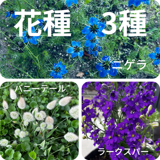 ★花たね　ニゲラの種　ラークスパーの種　バニーテールの種　おまけ付き(その他)