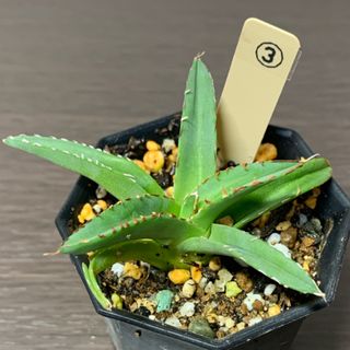 多肉植物　アガベ　笹の雪　❸  抜き苗(プランター)