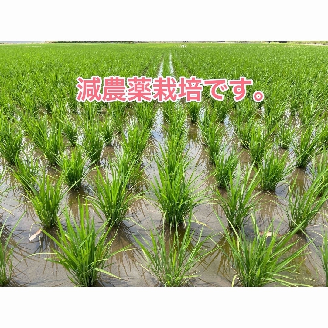 令和6年 新米 コシヒカリ 玄米30kg(白米27キロ)埼玉北川辺産 令和6年 新米 コシヒカリ 玄米30kg(白米27キロ)埼玉北川辺産