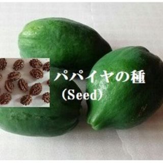 RN4  パパイヤの種30粒 青パパイヤたね　野菜seed 　グリーンパパイヤ(その他)