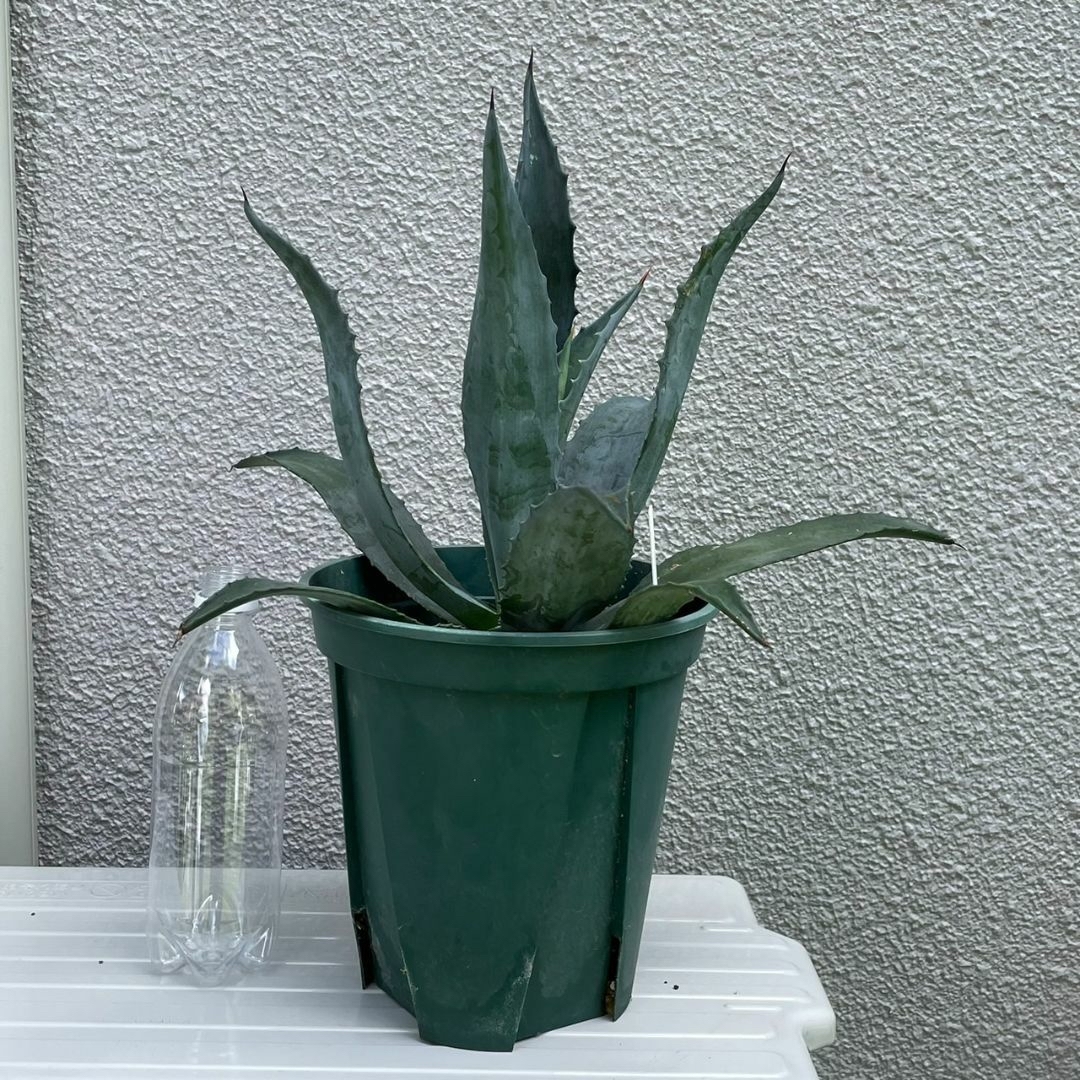 13.アガベ アオノリュウゼツラン アメリカーナ観葉植物 ドライ 13.アガベ アオノリュウゼツラン アメリカーナ観葉植物 ドライ