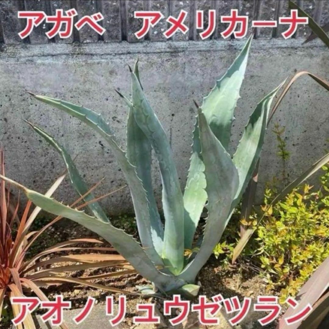 13.アガベ アオノリュウゼツラン アメリカーナ観葉植物 ドライ 13.アガベ アオノリュウゼツラン アメリカーナ観葉植物 ドライ