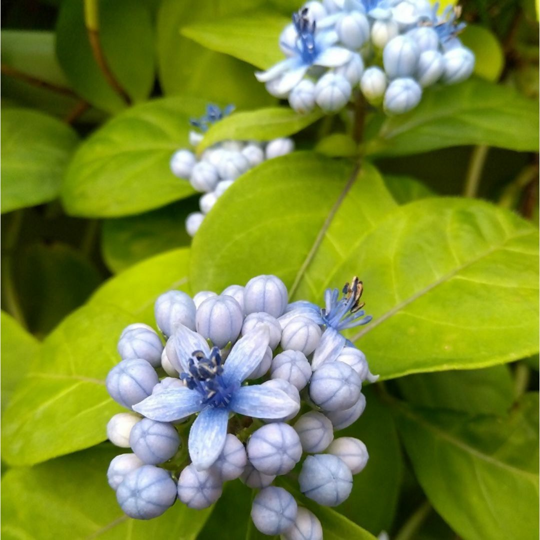 【ポットで発送】常山アジサイ「碧の瞳」2024年挿し木苗 6cmポット 紫陽花