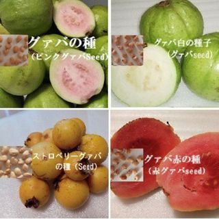 RC317『4種のグァバのたね』 各15粒Seed フルーツ種子　熱帯果樹たね(その他)