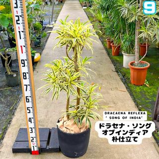 ドラセナ・ソングオブインディア朴仕立て⑨・約１１５センチ(プランター)