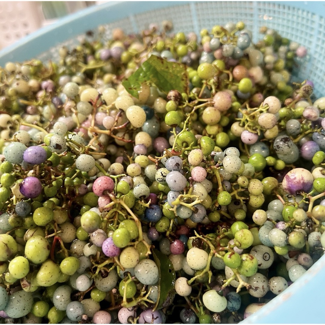 馬ぶどう250g×12袋 1年分3kg うまぶどう 薬膳 民間療法 食品 馬ぶどう250g×12袋 1年分3kg うまぶどう 薬膳 民間療法 食品