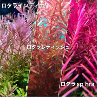 おすすめ赤系ロタラ水上葉　3種類各10本(アクアリウム)