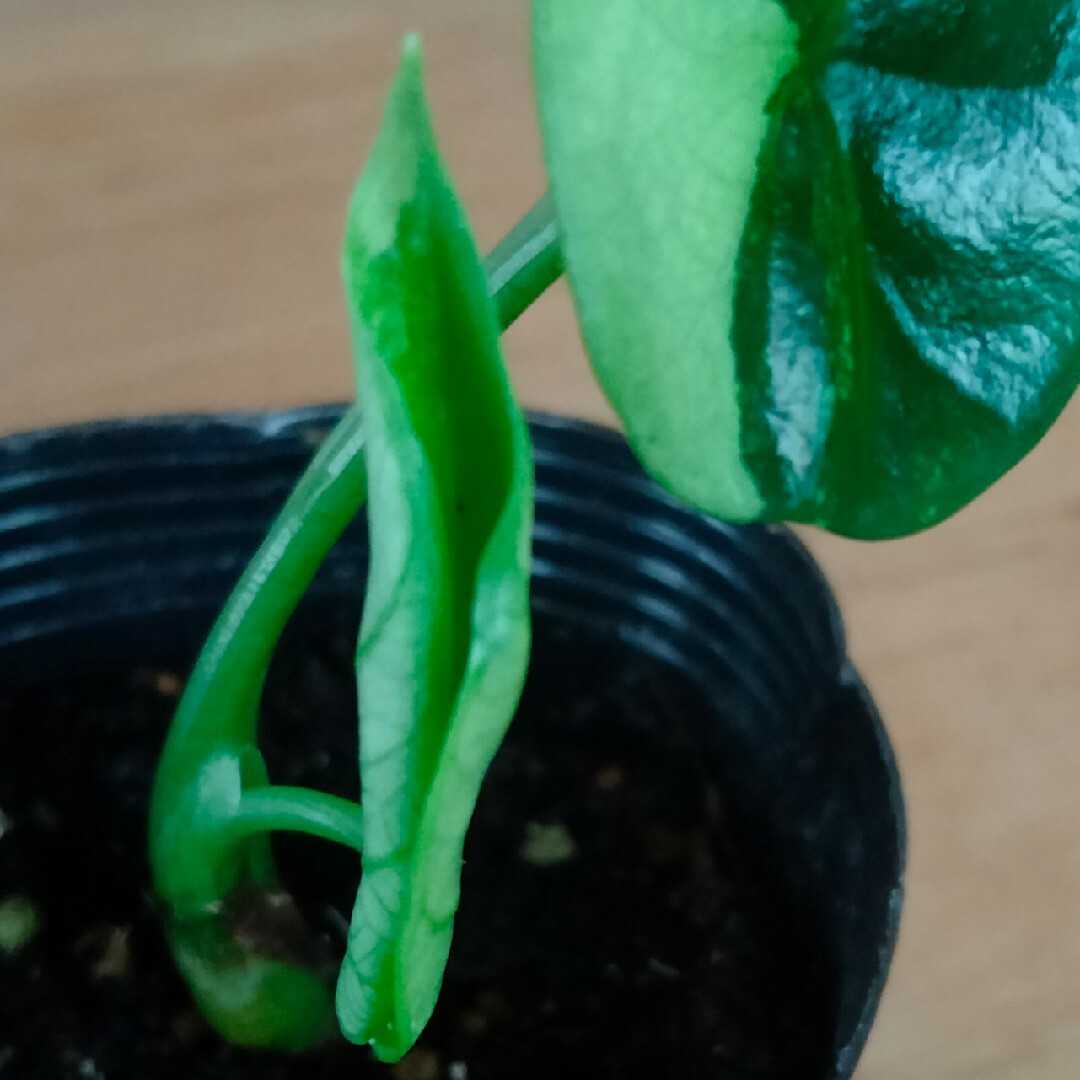 アロカシア シヌアータ 斑入りAlocasia Sinuata Var. - その他 アロカシア シヌアータ 斑入りAlocasia Sinuata Var. - その他