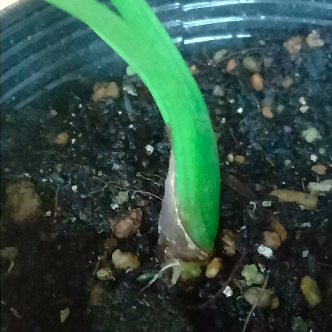 アロカシア シヌアータ 斑入りAlocasia Sinuata Var. - その他 アロカシア シヌアータ 斑入りAlocasia Sinuata Var. - その他