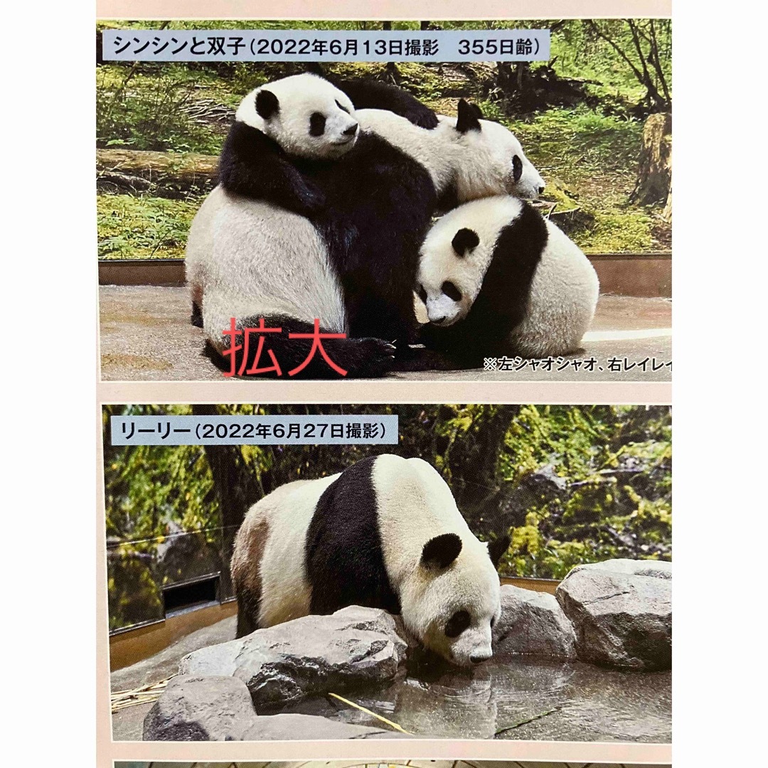 シャンシャン パンダ来日52周年記念フォト風カード 来い 限定 シャンシャン パンダ来日52周年記念フォト風カード 来い 限定