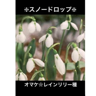 スノードロップ球根①個＆オマケ(ﾚｲﾝﾘﾘｰ種㉚個)(プランター)