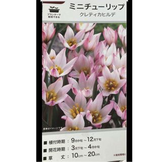 八重咲きミニチューリップ①球根＆オマケ(ﾚｲﾝﾘﾘｰ種30個)(プランター)