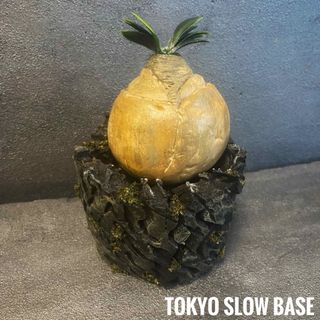【超美形】枯れない多肉植物 18 ブーファン ハエマンソイデス 球根(その他)