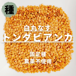 【種】白丸ナス　トンダビアンカ　無農薬　30粒(野菜)