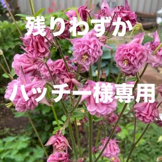 ハッチー様専用(その他)