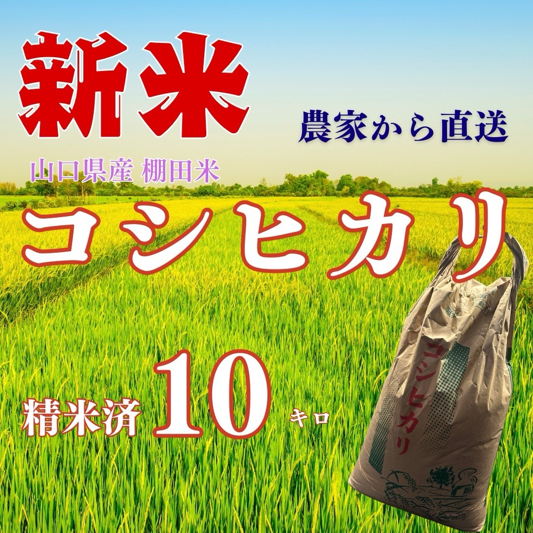 【新米】R6年産 山口県産 棚田米コシヒカリ 精米 10Kg