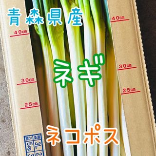 青森県産ねぎ　ネコポス(野菜)
