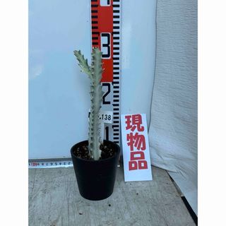 ユーフォルビア　ホワイトゴースト　新芽1芽付き　3.5号(10.5cm)鉢(その他)