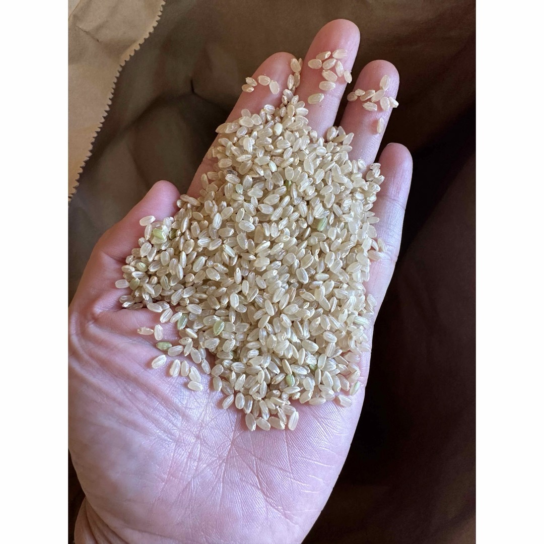 令和6年産新米「コシヒカリ」 減農薬 玄米30kg 令和6年産新米「コシヒカリ」 減農薬 玄米30kg