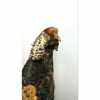 錦鶏鳥 剥製 【北海ハクセイ標本社製】昭和レトロ アンティーク 錦鶏鳥 剥製 【北海ハクセイ標本社製】昭和レトロ アンティーク