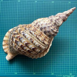 ほら貝のフリマアイテム一覧 ほら貝のフリマアイテム一覧