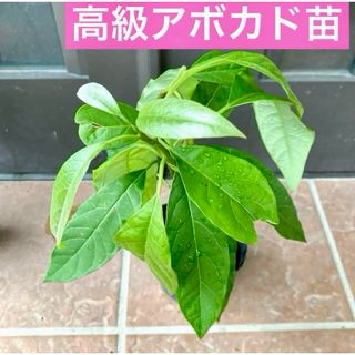 高級アボカド抜き苗1株 現品 A2の通販|ラクマ 高級アボカド抜き苗1株 現品 A2の通販|ラクマ