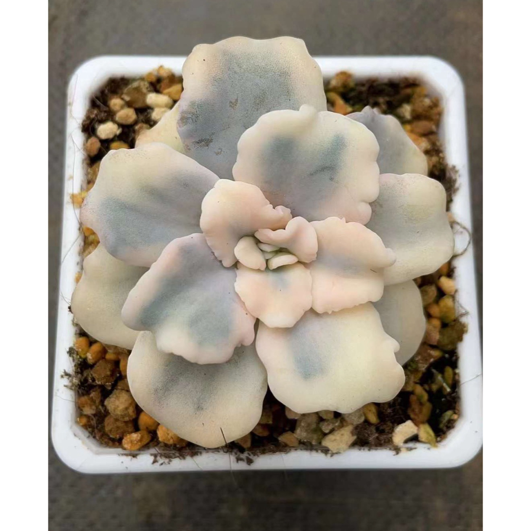 多肉植物 クリスペートビューティー錦の通販 by Nan多肉12月から 多肉植物 クリスペートビューティー錦の通販 by Nan多肉12月から