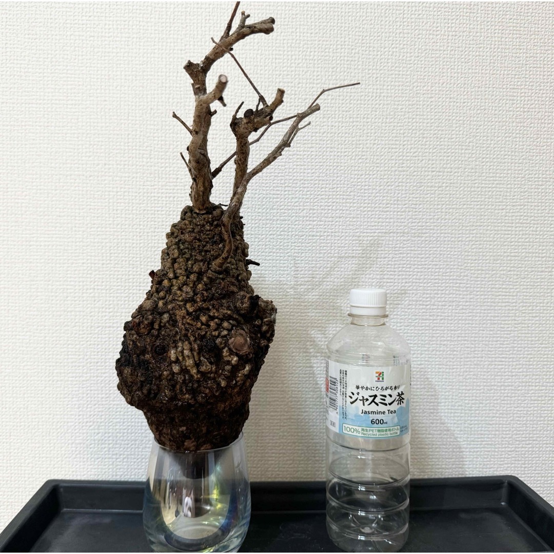 オペルクリカリア パキプス ベアルート株 その他 オペルクリカリア パキプス ベアルート株 その他