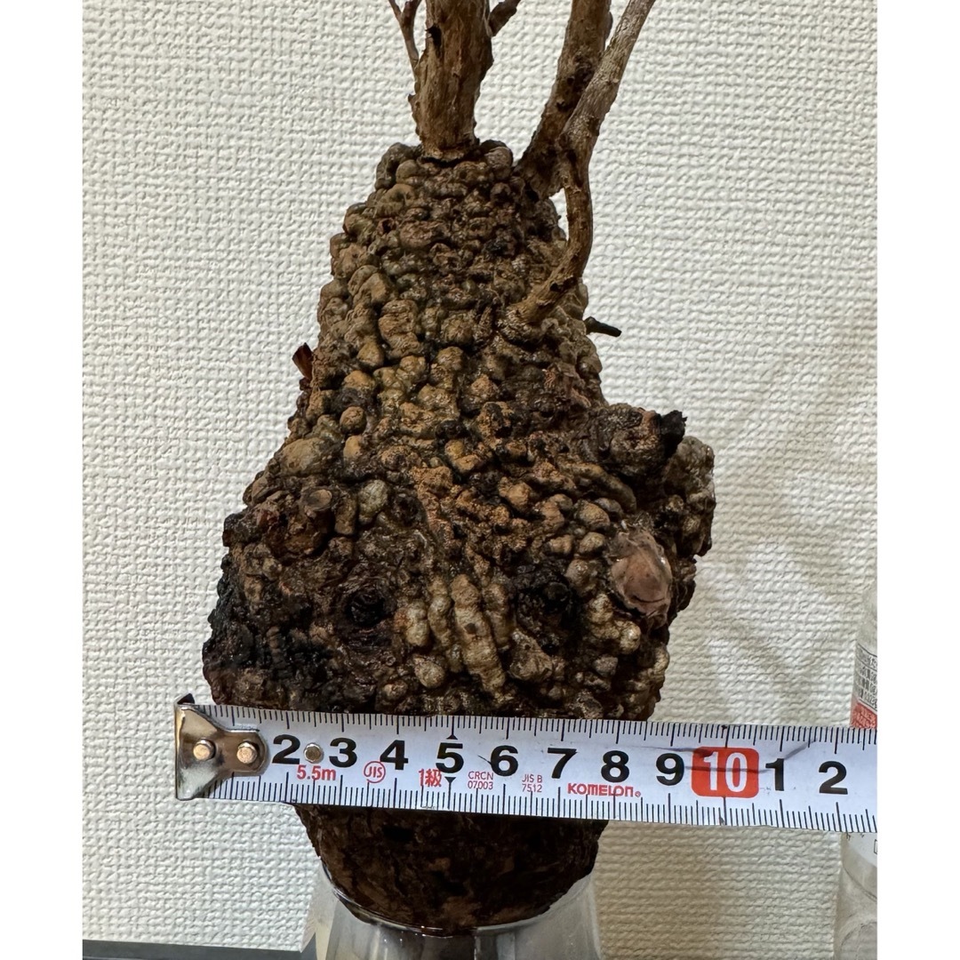 オペルクリカリア パキプス ベアルート株 その他 オペルクリカリア パキプス ベアルート株 その他