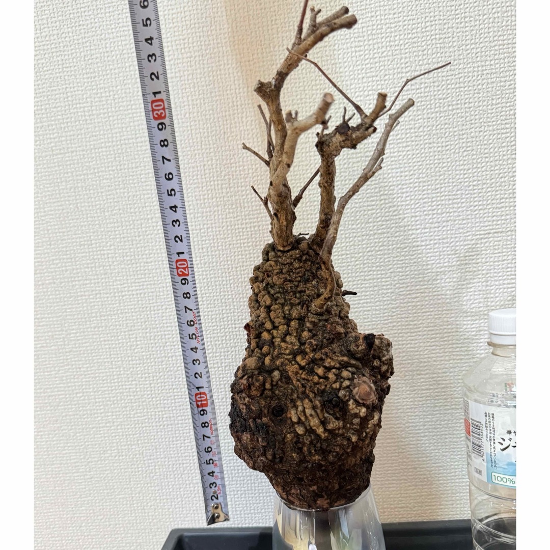 オペルクリカリア パキプス ベアルート株 その他 オペルクリカリア パキプス ベアルート株 その他