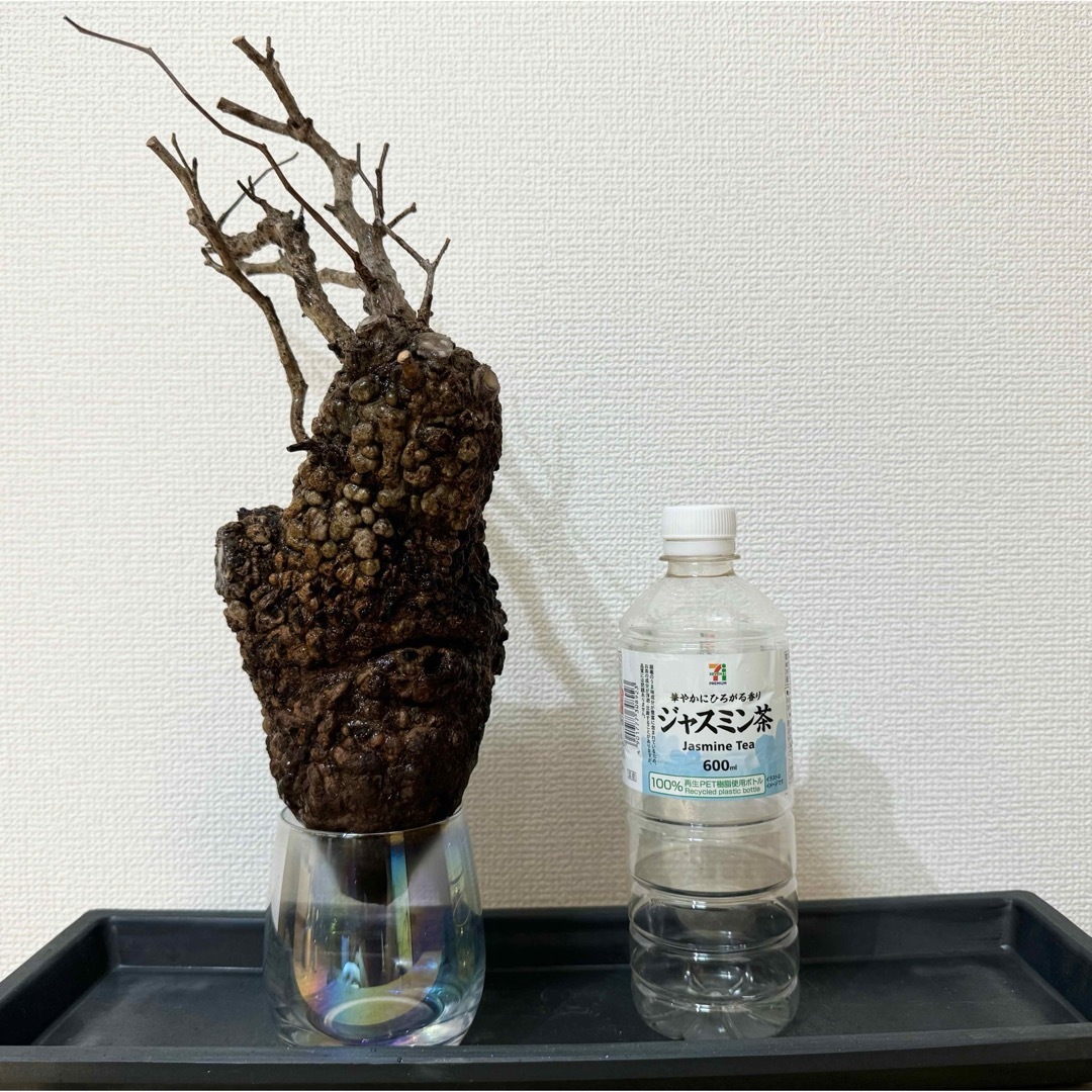 オペルクリカリア パキプス ベアルート株 その他 オペルクリカリア パキプス ベアルート株 その他
