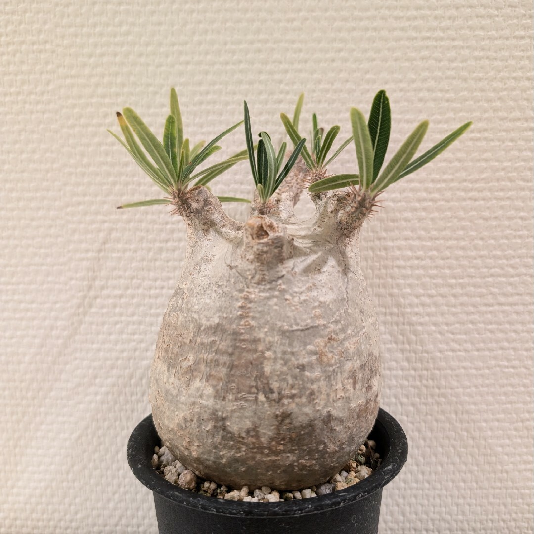 良型】パキポディウムグラキリス 現地株 (良型!パキポディウム 良型】パキポディウムグラキリス 現地株 (良型!パキポディウム