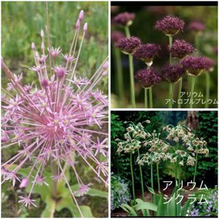アリウム 球根 3点セット(プランター)