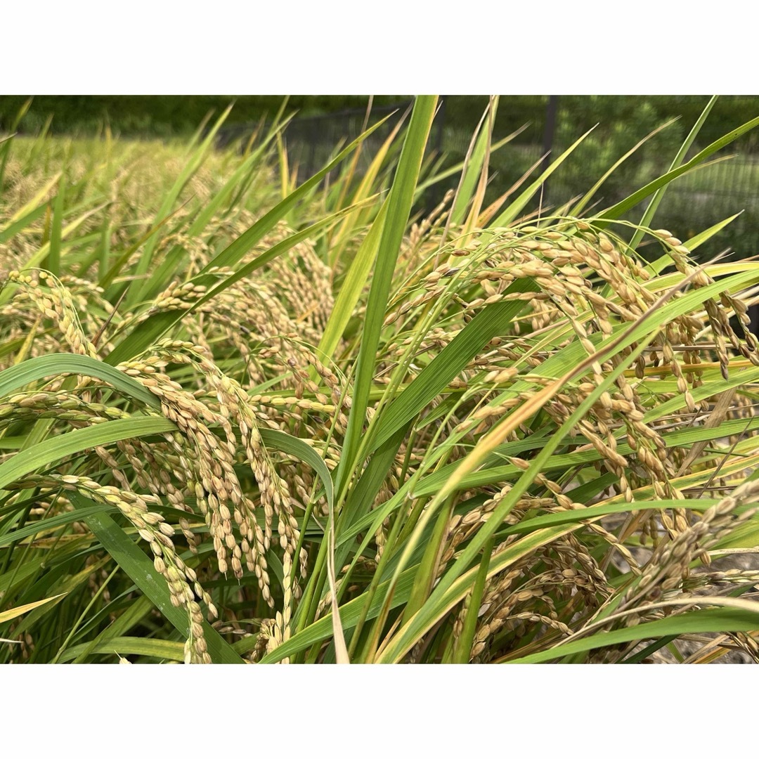 令和5年産米 石川県能登半島産コシヒカリ玄米30kg 1袋 石川 令和5年産米 石川県能登半島産コシヒカリ玄米30kg 1袋 石川