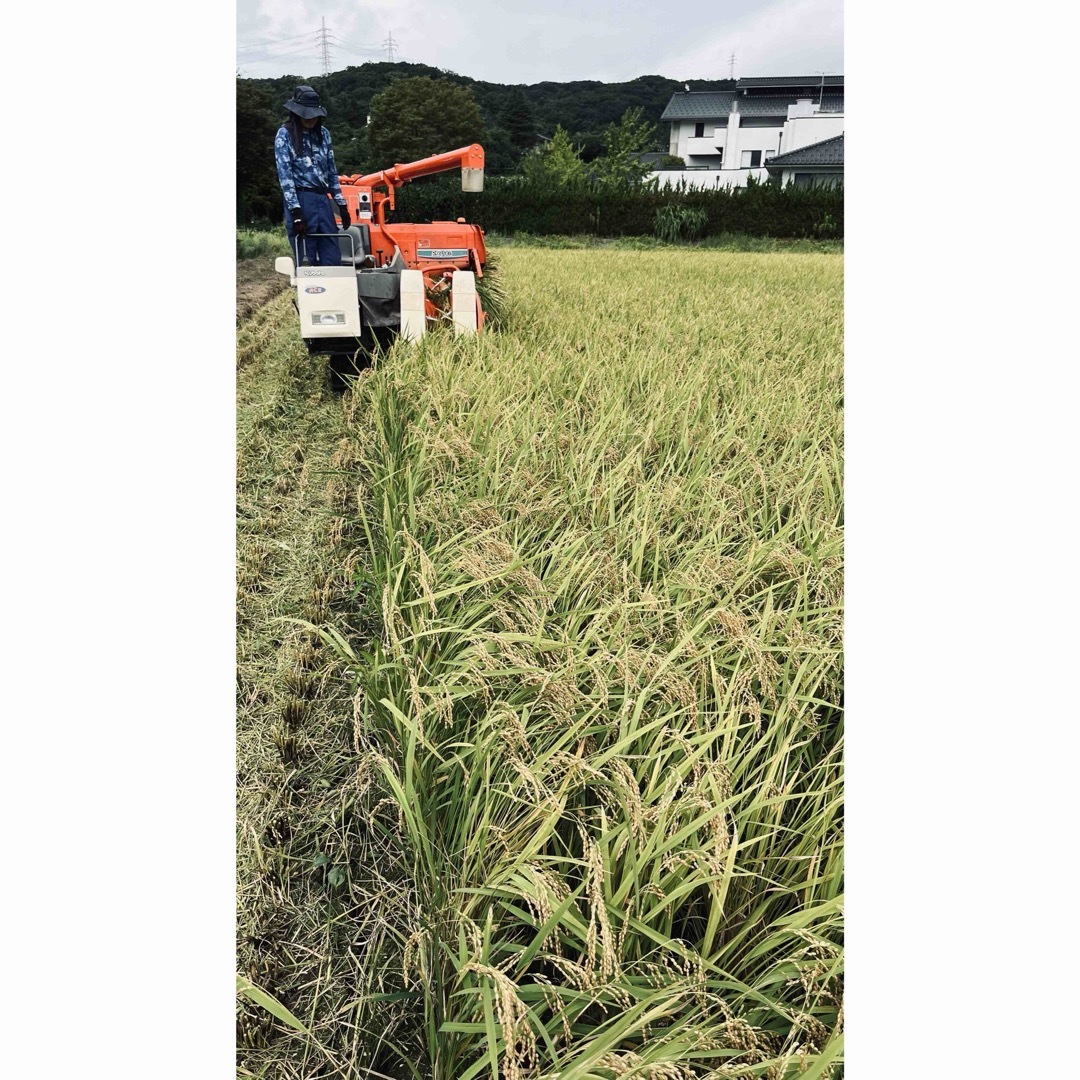 令和5年産米 石川県能登半島産コシヒカリ玄米30kg 1袋 石川県 令和5年産米 石川県能登半島産コシヒカリ玄米30kg 1袋 石川県